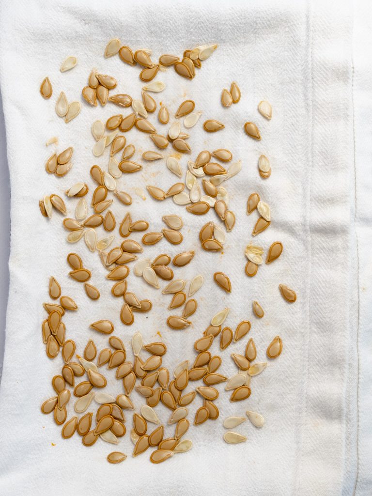wet pumpkin seeds on a white cloth