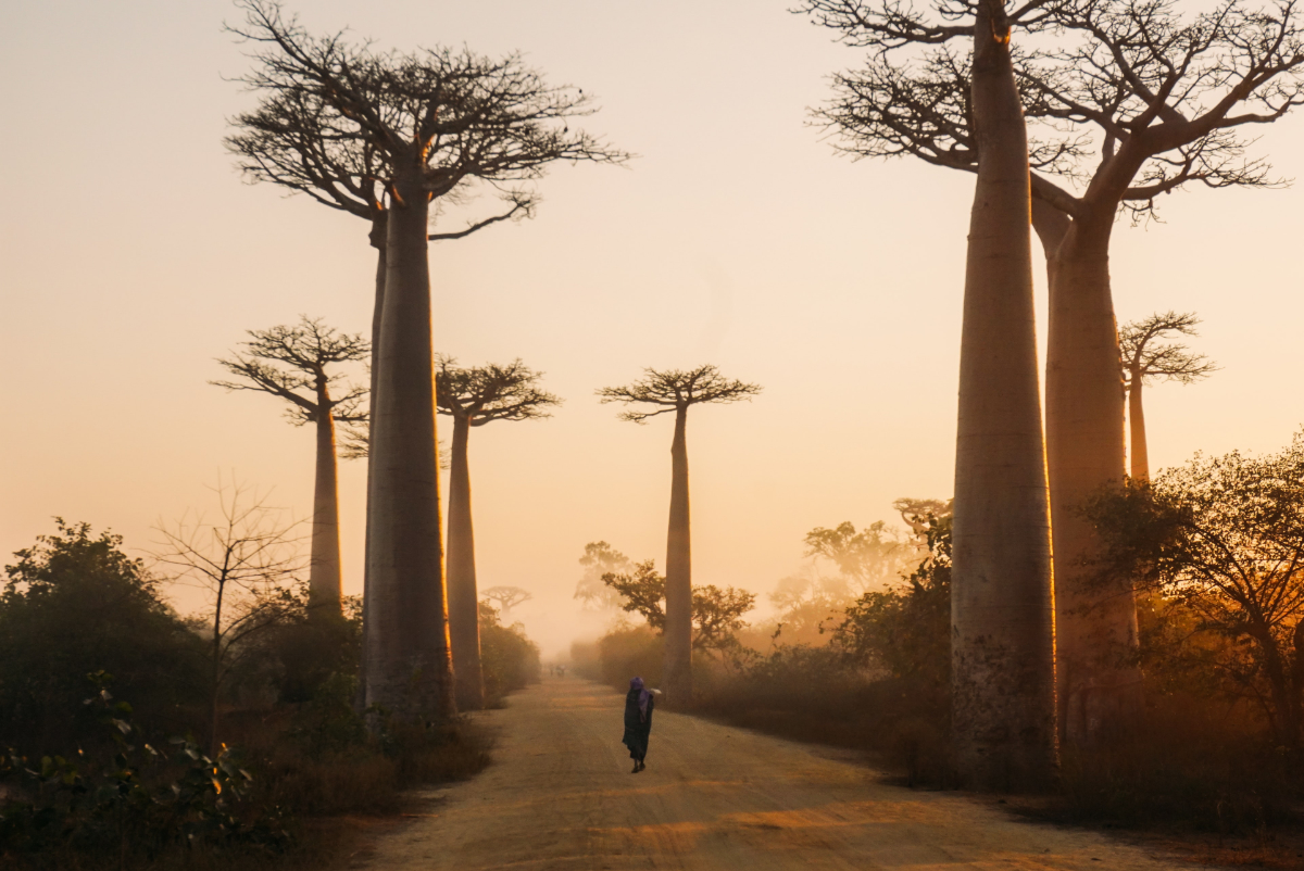 Baobab trees