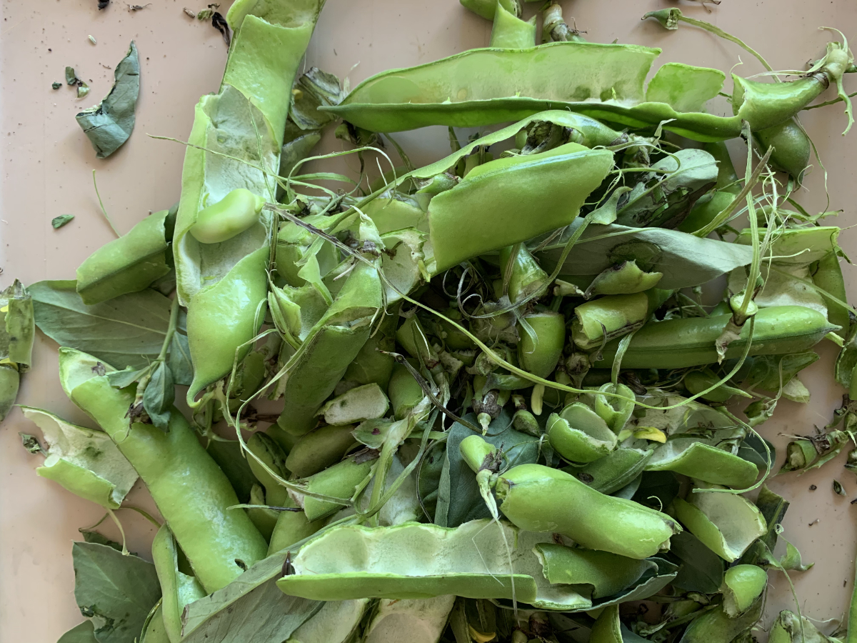 green broad bean shells