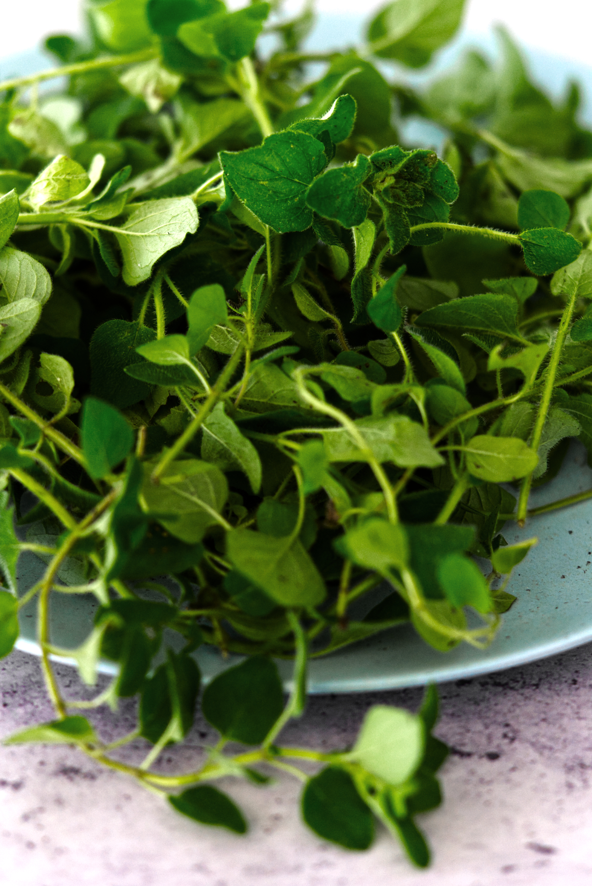 Fresh Oregano Leaves Salad