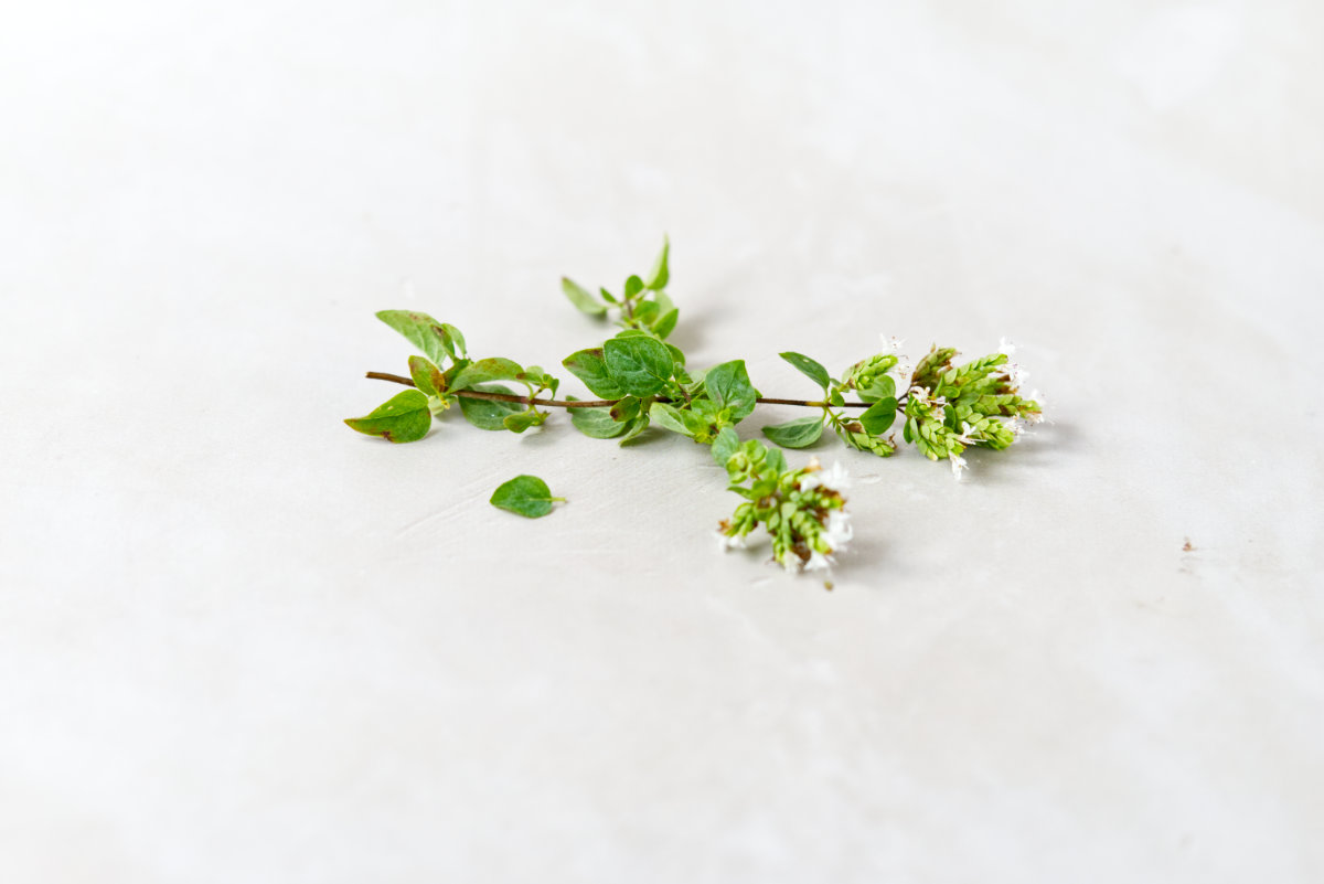 Oregano herb