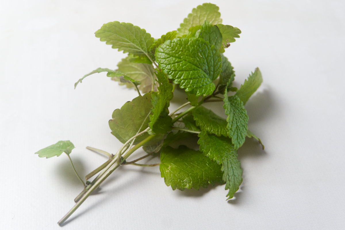 Lemon Balm herb