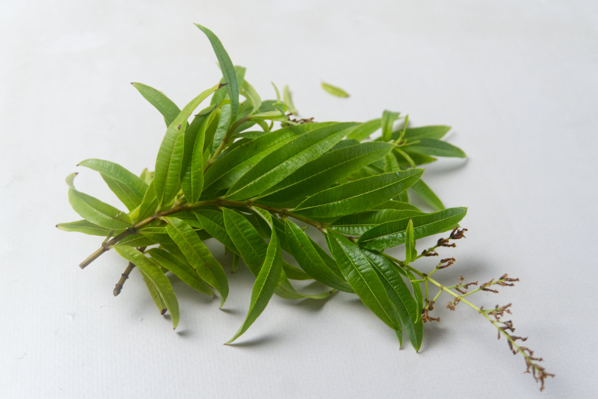 hojas frescas de verbena de limón