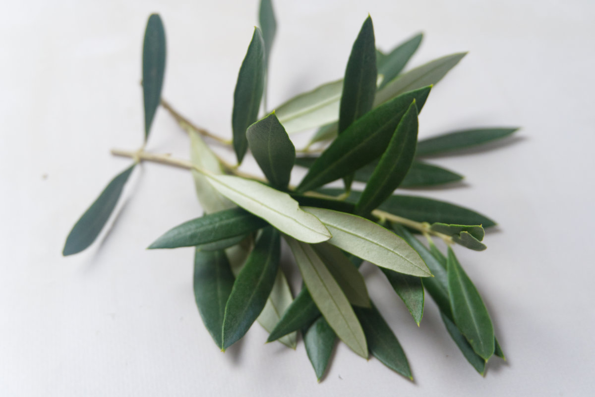 fresh olive leaves