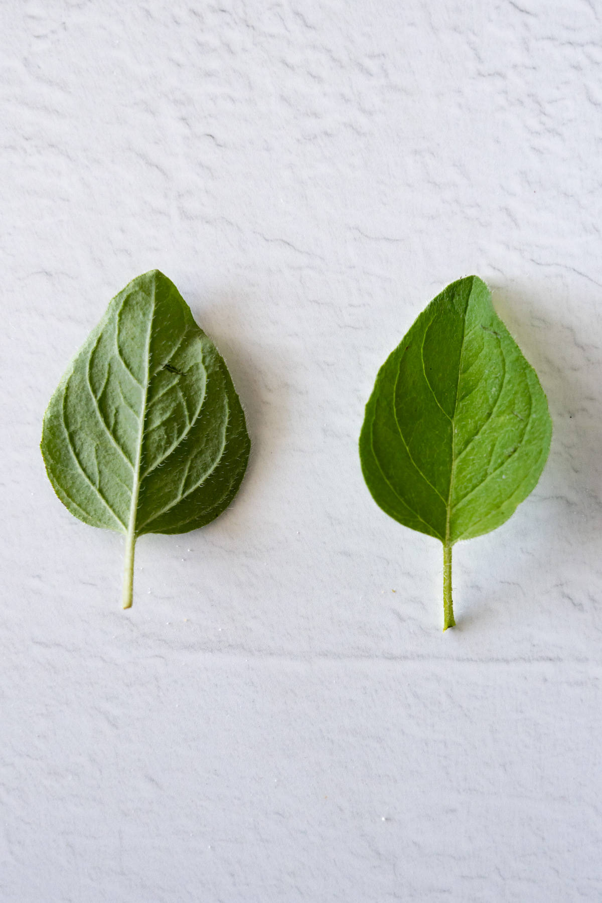 the front and back of fresh oregano leaves