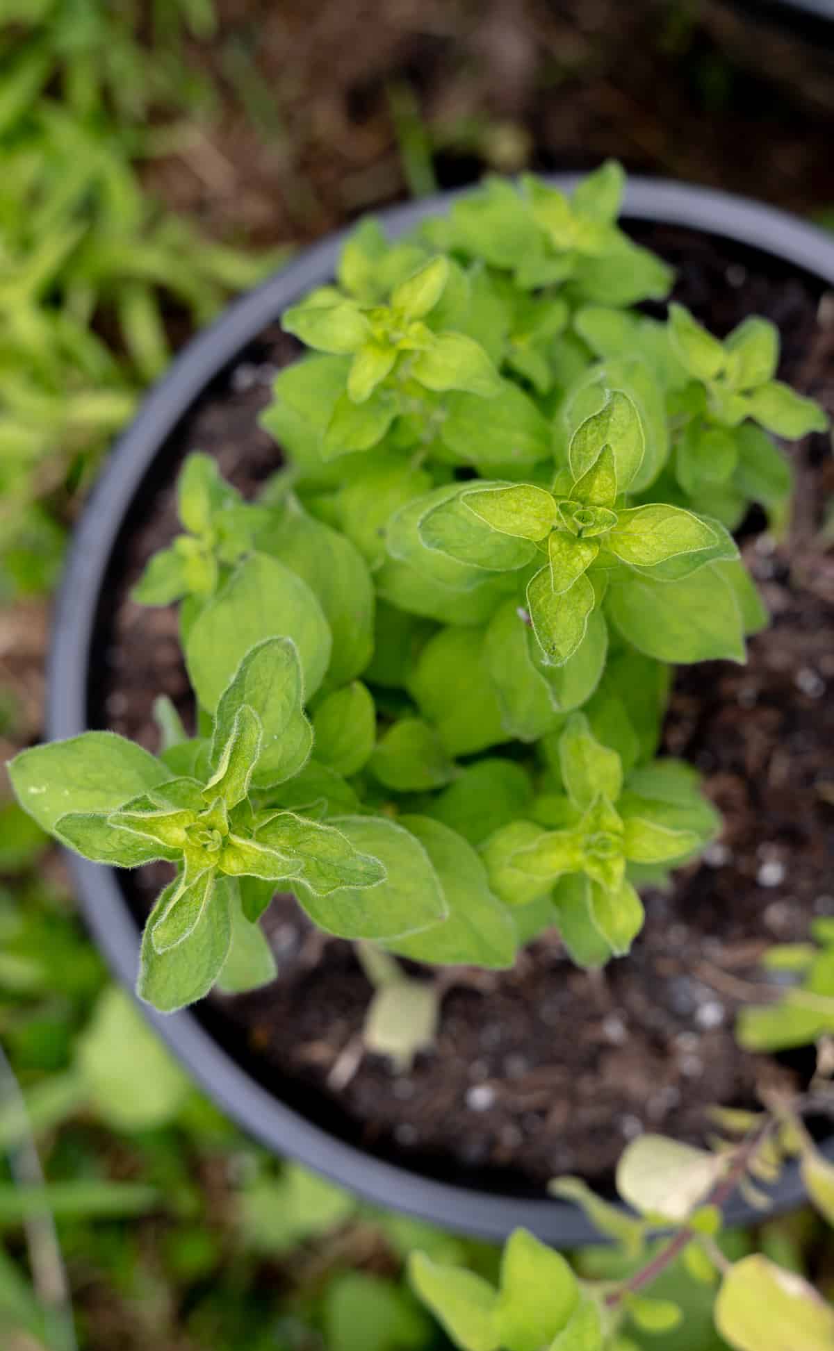 a green oregano plant growing in soil