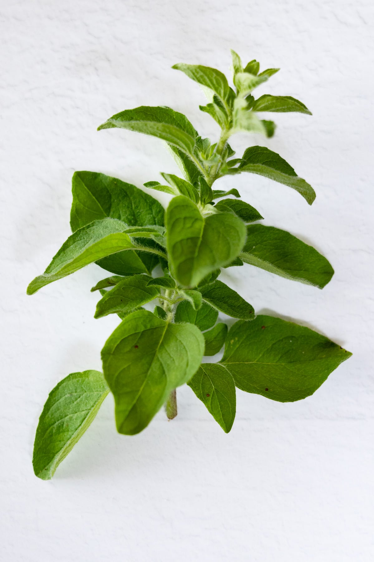 a sprig of fresh oregano