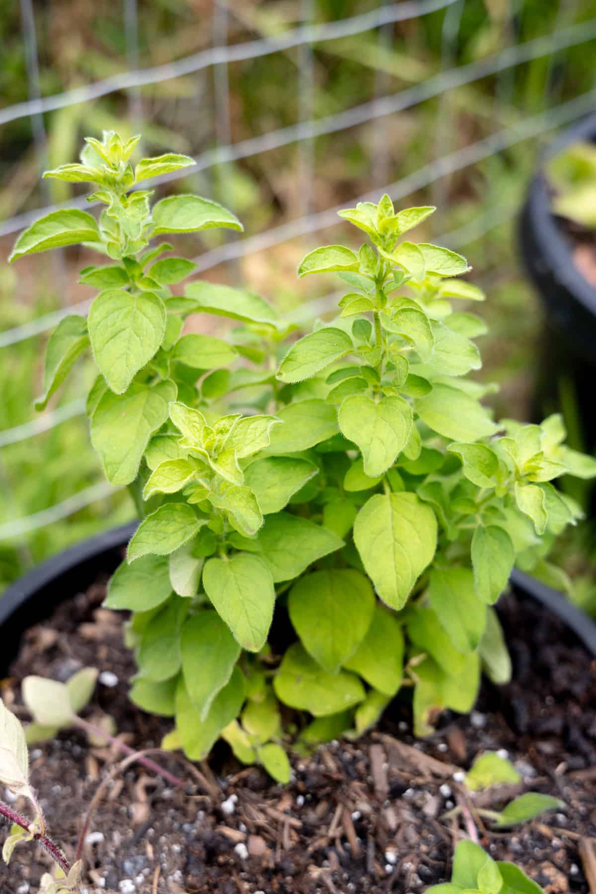 a fresh oregano plant in soil